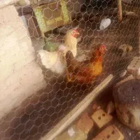 مرغ خروس مصری