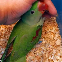 جوجه شاه طوطی نر  چلوندنی سوپر رام