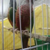 مجسمه حیوون