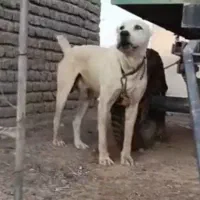 سگ آلابای سفید نر سه سالع 10 نومن