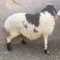گوسفند فروشی