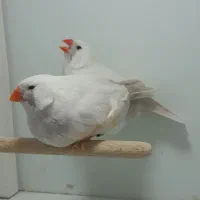 فنچ کینگ لپ سفید