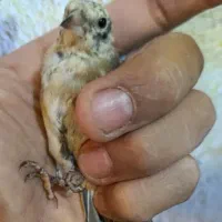 جوجه سهره نر