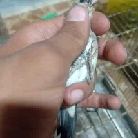 سهره دورگ جوجه قفس