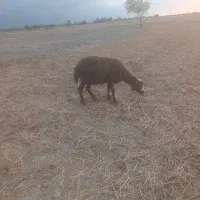 گوسفند
