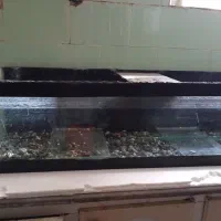 آکواریوم|ماهی|کاشمر, |دیوار