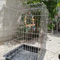 قفس بزرگ پرنده