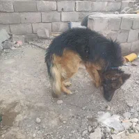 سگ ژرمن نر|سگ|بم, |دیوار