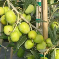 زیتون مانزانیلا