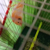 قناری رد فاکتور سوپر کشیده بلند اوپال رسمی