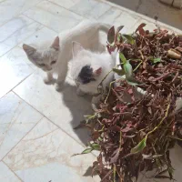 واگذاری بچه گربه|گربه|یزد, |دیوار