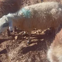 فروش ۷راس میش بومی|حیوانات مزرعه|فریدونشهر, |دیوار