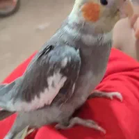 عروس هلندی نر