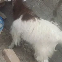 بزغاله ماده ۶ ماهه