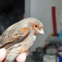 قناری جوان|پرنده|فولادشهر, زاینده رود|دیوار