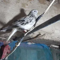 بشرط‌جوجه‌وگشت|پرنده|پاپی, |دیوار