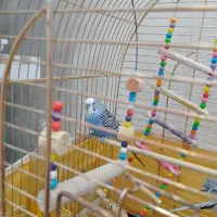 مرغ عشق هلندی|پرنده|تبریز, |دیوار