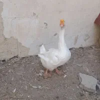 قوغاز لیندا
