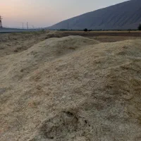 کاه خوشه