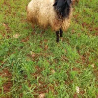 قوچ جوان داشتی