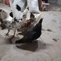 تخم مرغ نطفه دار گلین|حیوانات مزرعه|بومهن, |دیوار