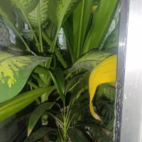 بذر ذرت علوفه و دانه ای