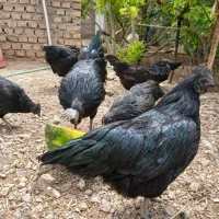 تخم مرغ نطفه دار .. ایام سمانی اندونزی