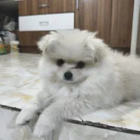 ولگذاری پامر خرسی