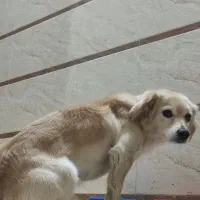 واگذاری اشپیتز گلدن|سگ|اصفهان, خوراسگان|دیوار