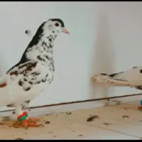 یک جفت چپ افشون