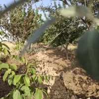 فروش زمین وباغ ۵ کیلومتری رزن‌