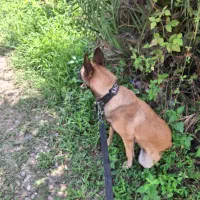 مالینویز اصیل7ماهه|سگ|رودسر, |دیوار