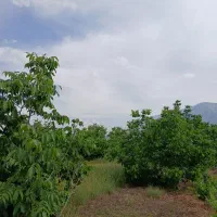 فروش باغ گردو|فروش دفتر صنعتی، کشاورزی، تجاری|بیستون, |دیوار