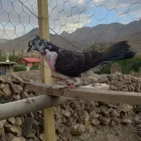 کفتر