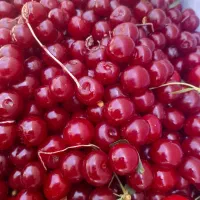فروش-خانه-باغ-دنج-و-باصفا