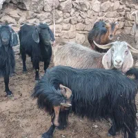 بز برای کشت