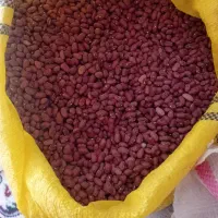 لوبیاقزمزدرجه|عمده‌فروشی|قیدار, |دیوار