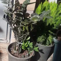 زاموفیلیا ترکیبی بلک سبز پرشاخه کاج لاوس سرو کامیس