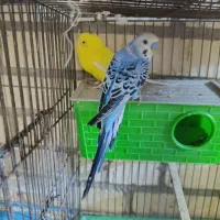 سهره تعداد فنچ تعداد مرغ عشق|پرنده|نجفآباد, منتظری شمالی|دیوار