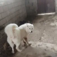 واگذاری سامویید ماده|سگ|زرگرشهر, |دیوار