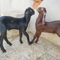 فروش بز پنجابی و مری پاکستانی اصلی