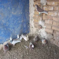 کفتر بهبهانی|پرنده|سیدان, |دیوار