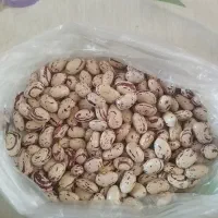 لوبیا چیتی درجه یک