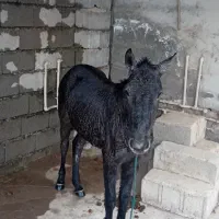 اسب مادیان|اسب و تجهیزات اسبسواری|کیاشهر, |دیوار