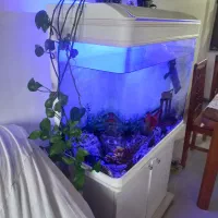 آکواریوم با ماهی و کلیه لوازم در حد نو
