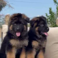 توله دو ماهه شولاین کیفیت A+ ،سگ German shepherd|سگ|تهران, ارم|دیوار