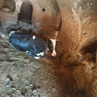 گاو گوساله|حیوانات مزرعه|رودشت (چهارمحال و بختیاری), |دیوار