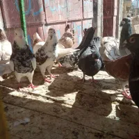 کفتر فروش|پرنده|سراوان, |دیوار