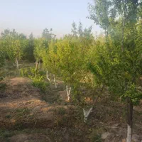 باغچه|فروش زمین و ملک کلنگی|اسلام‌شهر, کاشانک|دیوار