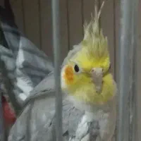 یک جفت عروس هلندی سالم همراه با قفس|پرنده|مشکیندشت, |دیوار